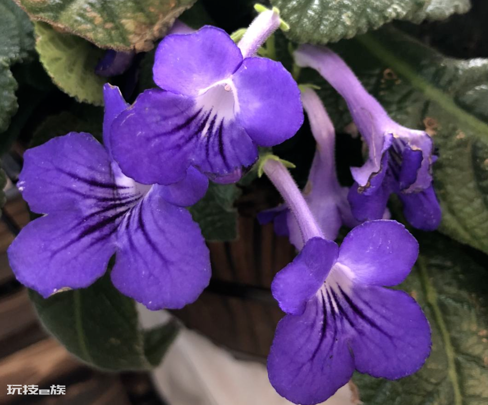 耐阴又容易开花的植物排名(非常耐阴的10种开花植物图片)-图片6
